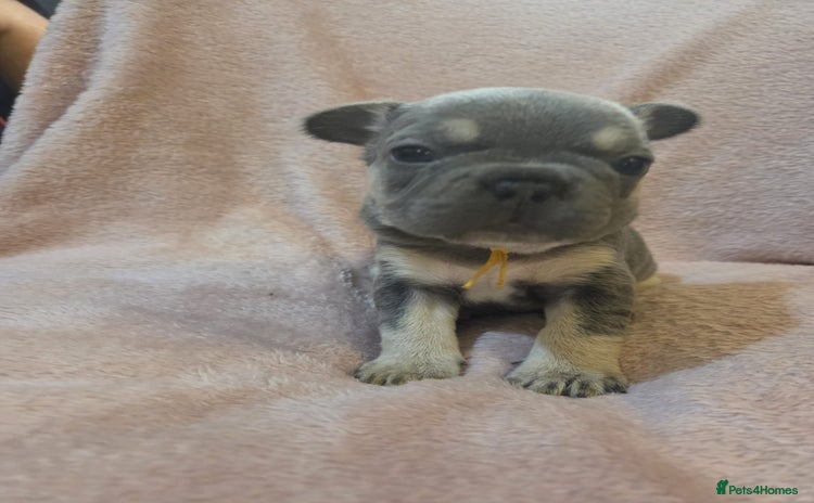 French Bulldog dogs Only two beautiful girl french bulldog left   - Advert 2