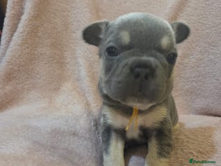 French Bulldog dogs Only two beautiful girl french bulldog left - Advert 2