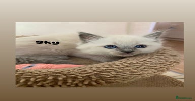 Ragdoll cats - Advert 15