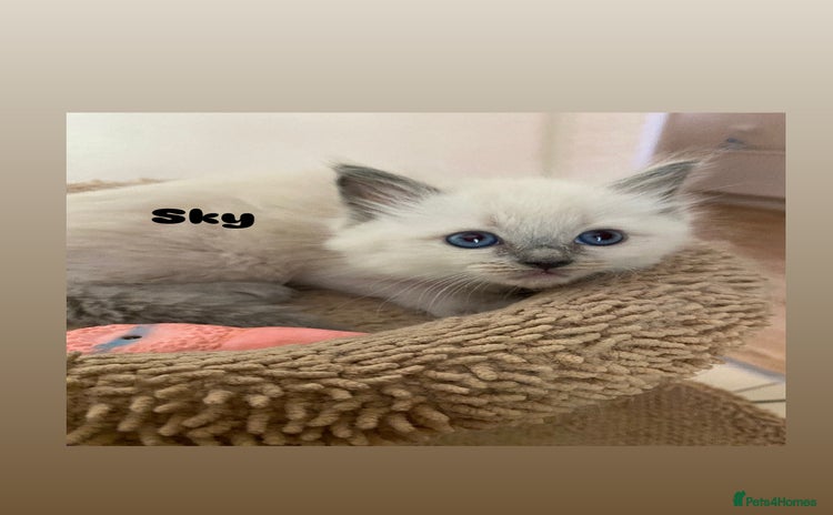 Ragdoll cats - Advert 10