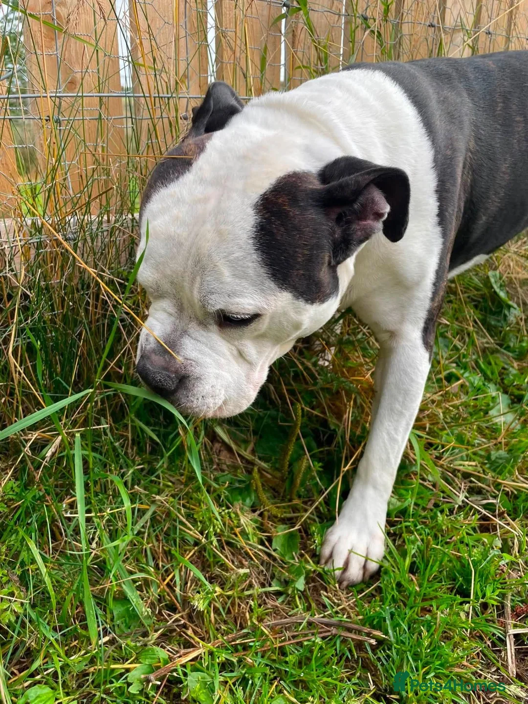 Mixed Breed dogs for stud: Aged 5 Gentle Staffie x Alapaha Blue Blood Bulldog - Advert 21