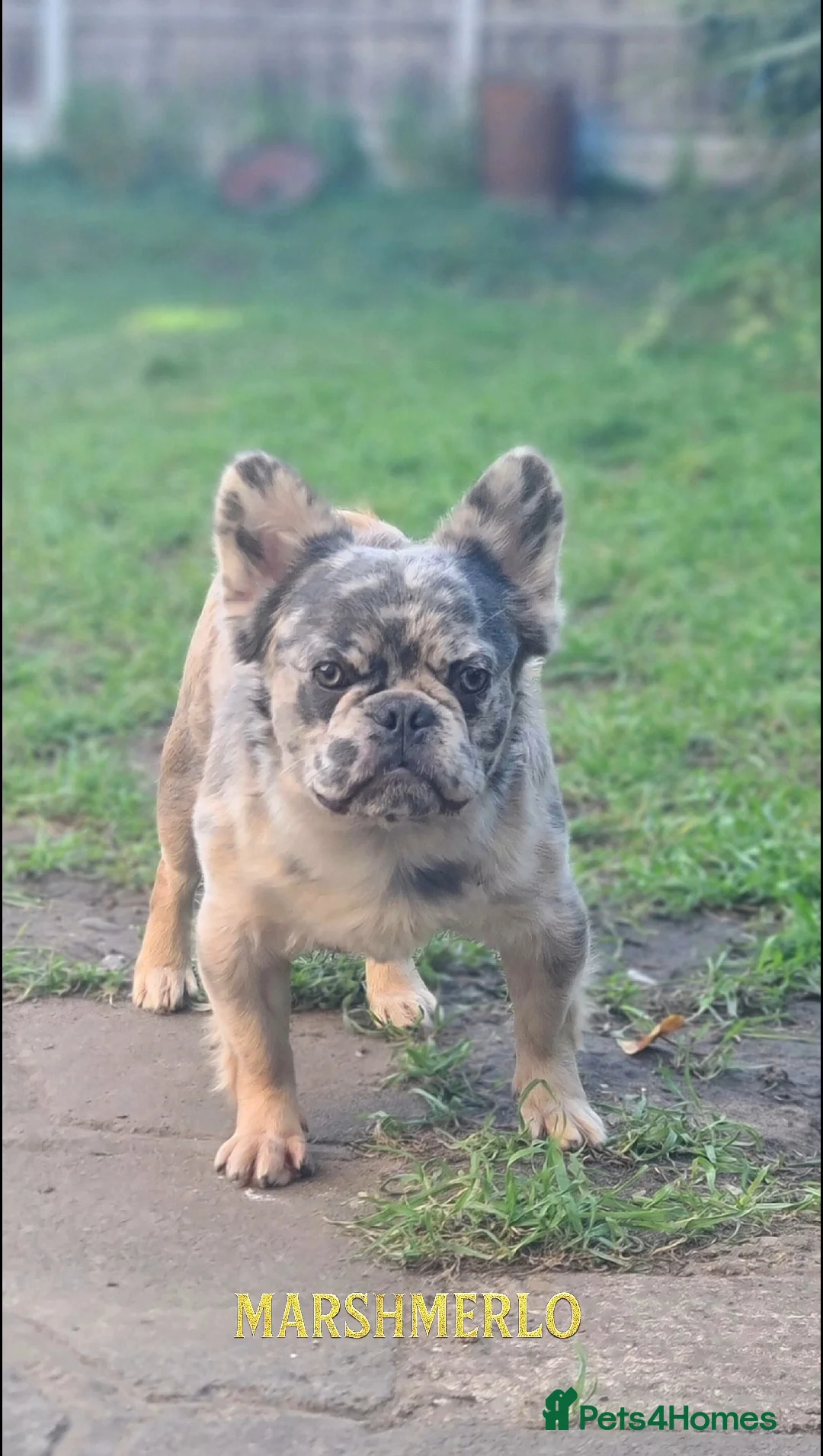 French Bulldog dogs for stud: 🍬 Marshmerlo – Rare Fluffy Frenchie Stud ✨ - Advert 1