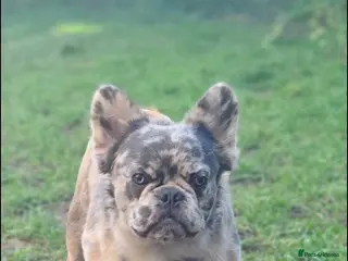 French Bulldog dogs 🍬 Marshmerlo – Rare Fluffy Frenchie Stud ✨ - Advert 1