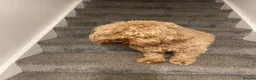 Cockapoo dogs for sale: 🐶 Loving Cockapoo Looking for a New Home 🏡 - Advert 7
