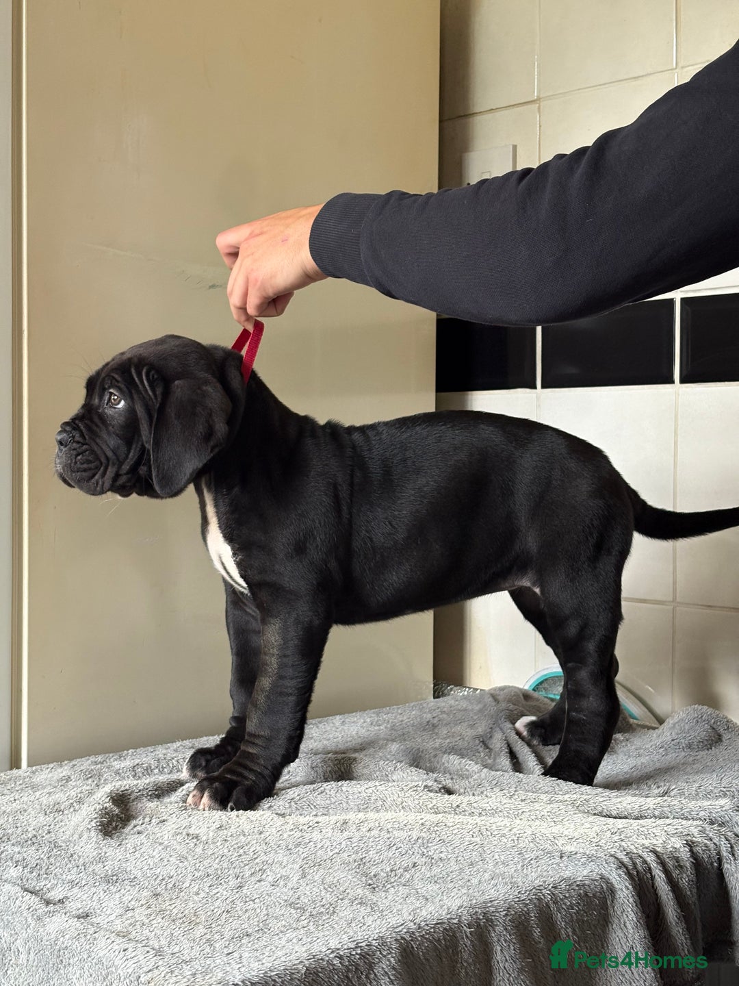 Cane Corso dogs for sale: *PRICE DROP* HUGE STUNNING FULL PEDIGREE FEMALES - Advert 6