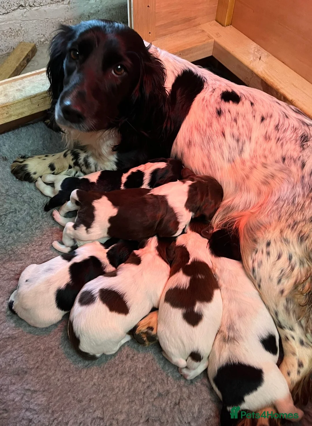 English Springer Spaniel dogs for sale: Springer Spaniel Dog Pup - Advert 2