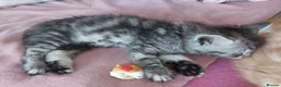Mixed Breed cats for sale: Gorgeous Loving Kittens Looking for Forever Homes  in Slough - Advert 9