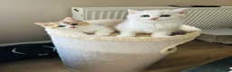 British Shorthair cats for sale: Beautiful BSH Males  - Advert 13