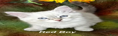 Red Boy 