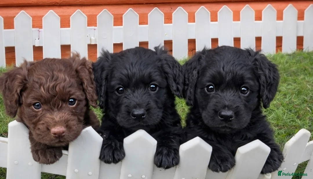 Cockapoo dogs for sale: Stunning Toy Cockapoo pups- health tested - Advert 1