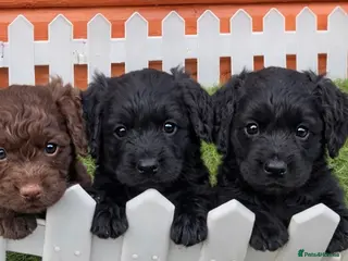 Cockapoo dogs Stunning Toy Cockapoo pups- health tested - Advert 4