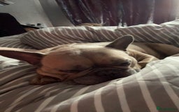 French Bulldog dogs for sale: Rooney/ French bulldog for sale - Image 2