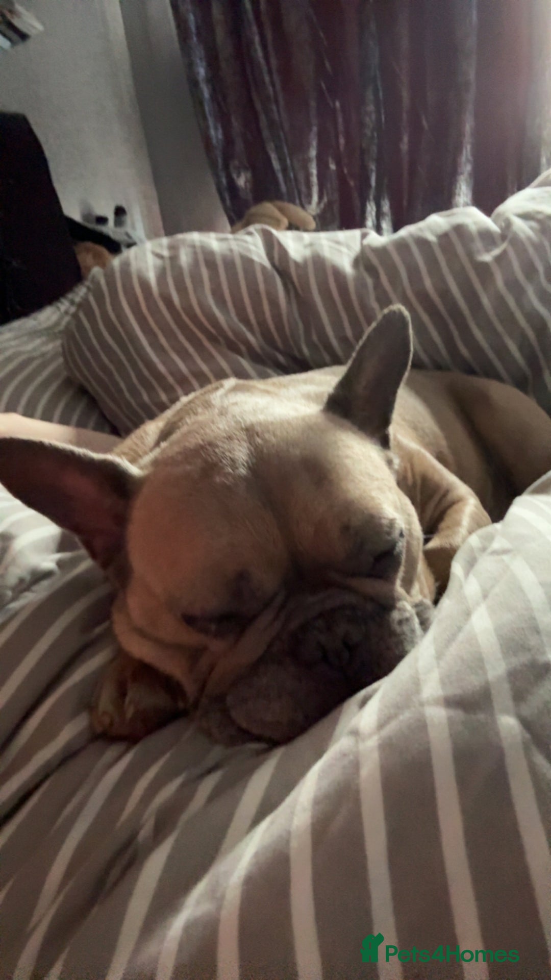 French Bulldog dogs for sale: Rooney/ French bulldog for sale - Image 2