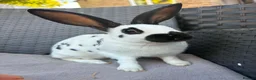 English Spot rabbits for sale: English spot cross brothers - Advert 4