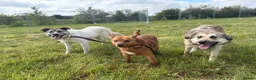Mixed Breed dogs for adoption: Jellybean - Norwich Norfolk  - Advert 19