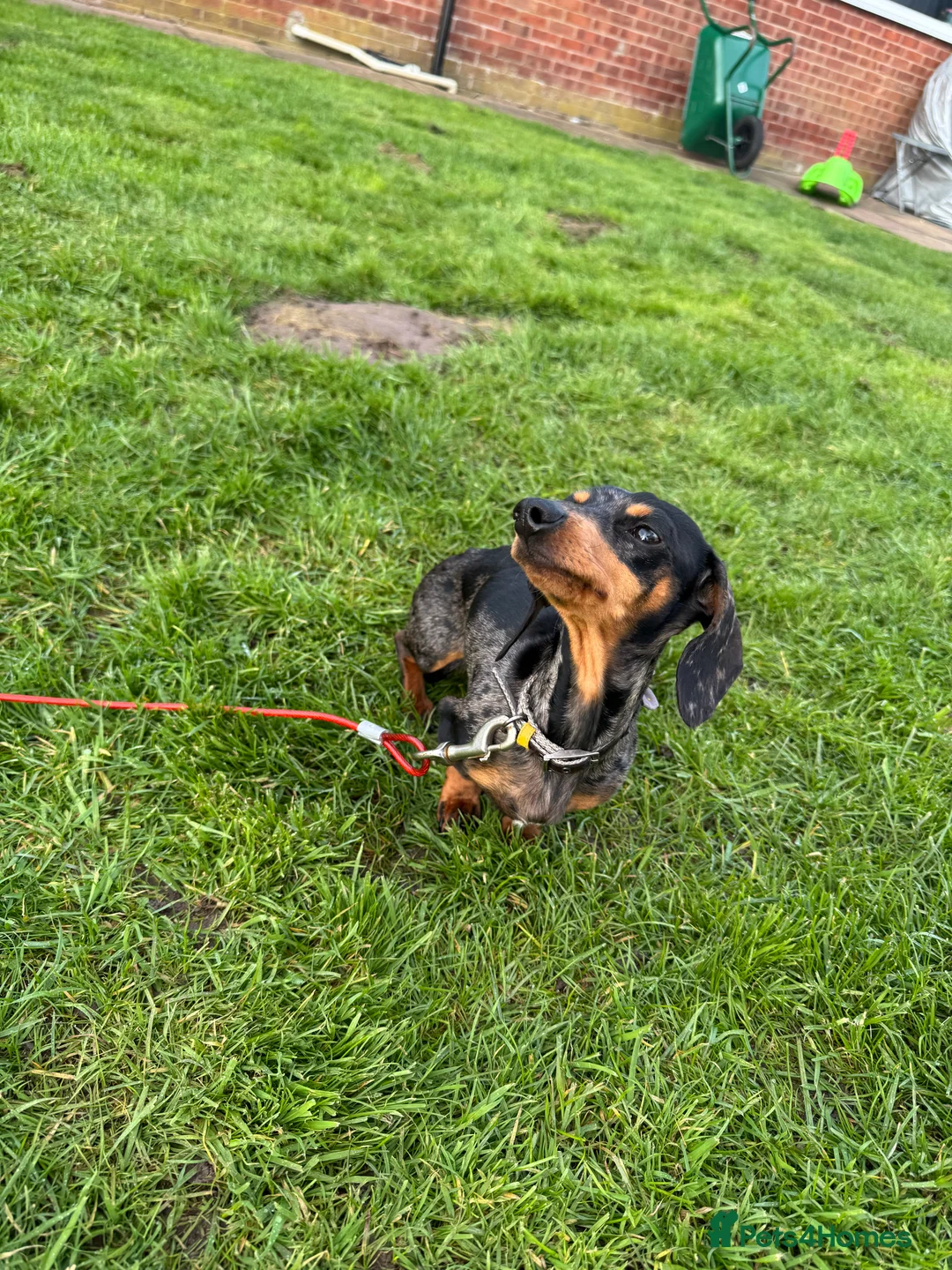 Miniature Dachshund dogs for sale: Miniature dachshund  in Whitchurch - Advert 2