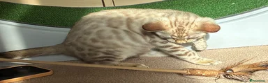 Bengal 2