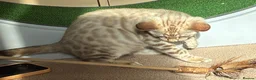 Bengal cats for sale: Seal Mink Male Bengal kittens in Grantham - Advert 8