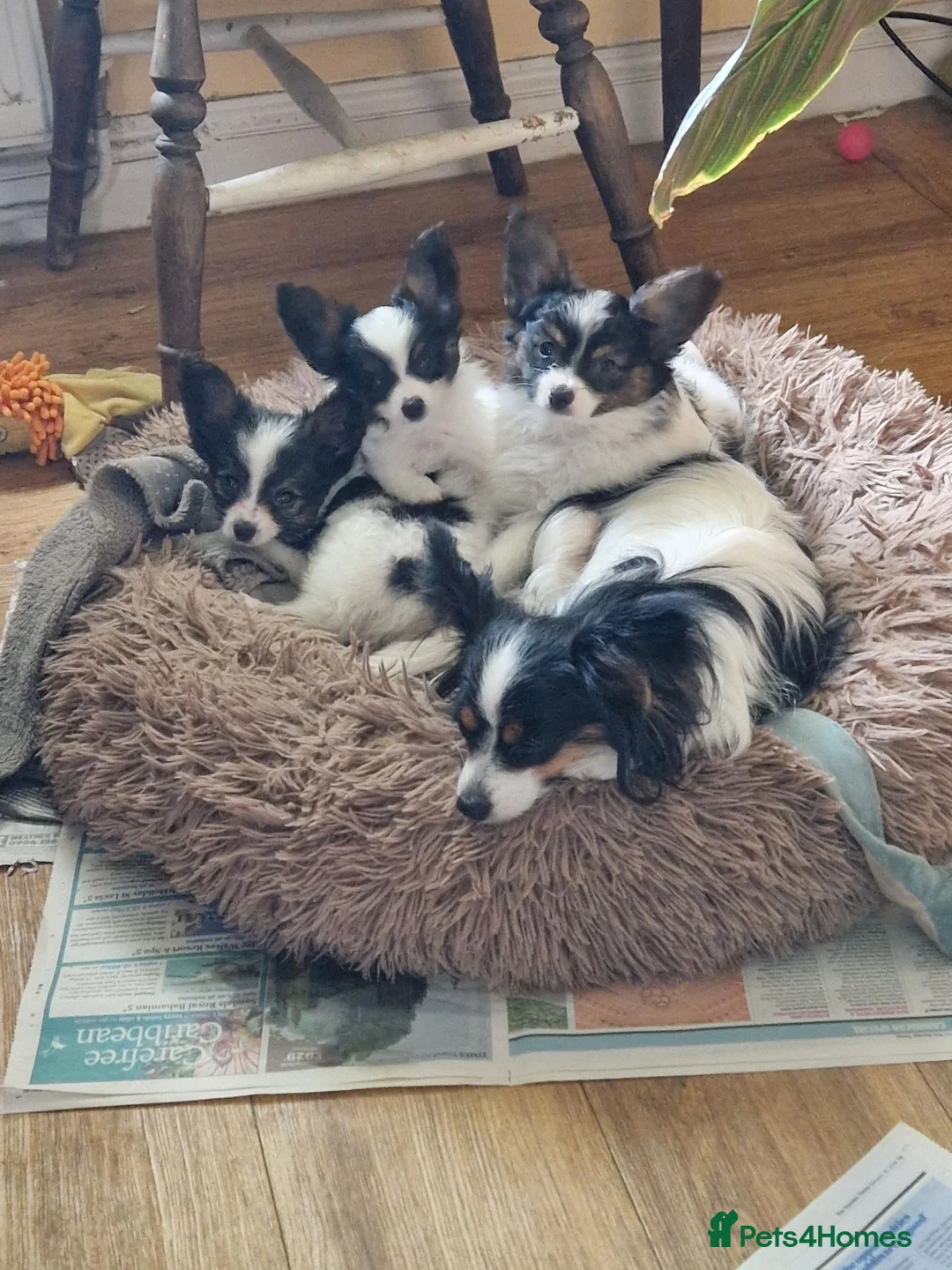 Papillon dogs for sale: Beautiful Papillon girl - Advert 2