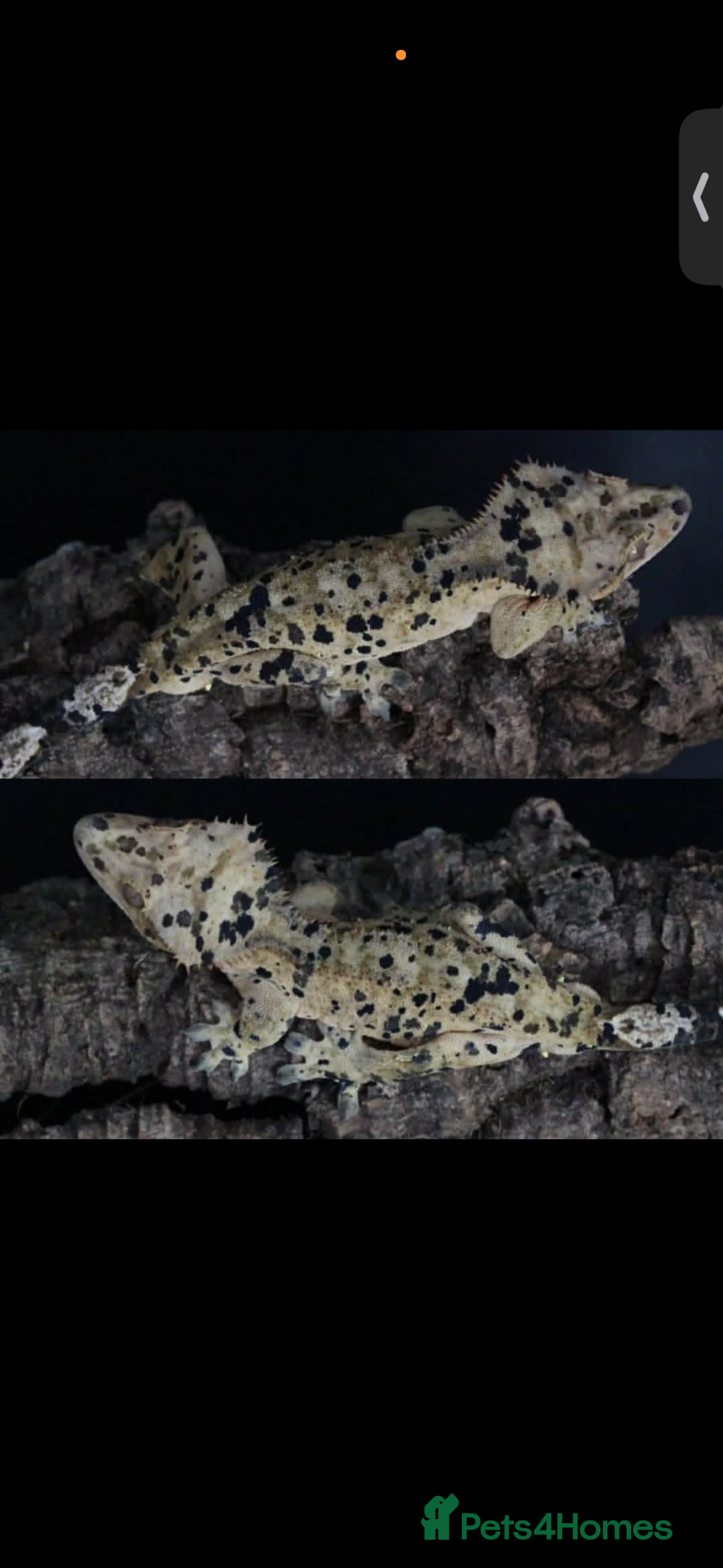 Gecko reptiles Dalmation Crested Gecko (4 years old) - Advert 1