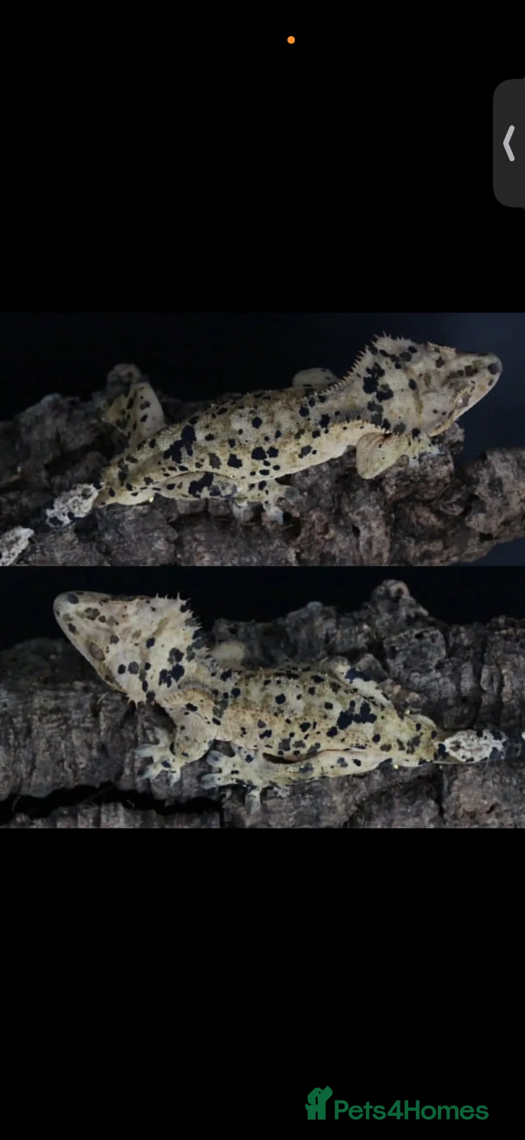 Gecko reptiles for sale: Dalmation Crested Gecko (4 years old) in Plymouth - Advert 1