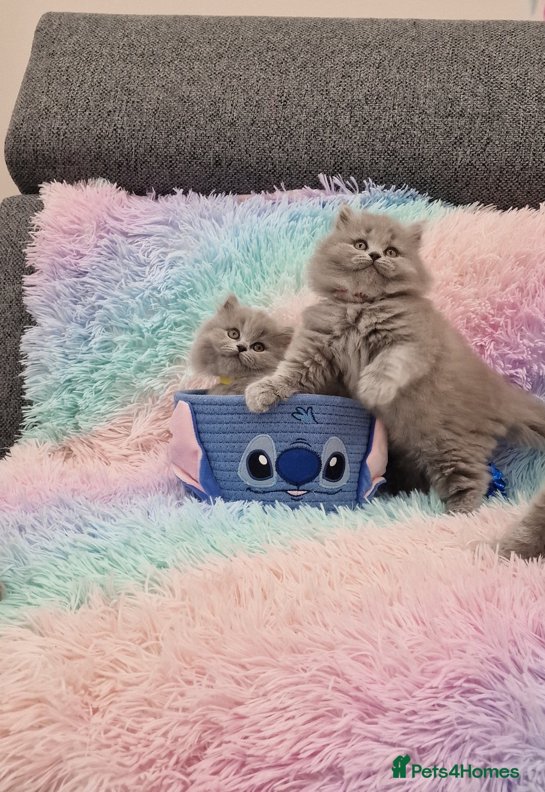 British Shorthair cats for sale: 💙British Shorthair and Long.. Blue kittens ❤️💛💚 - Image 4