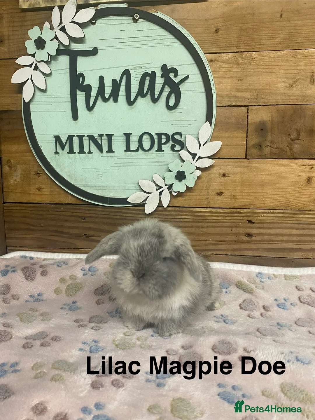 Mini Lop rabbits for sale: Purebred Baby Mini Lops - Advert 10