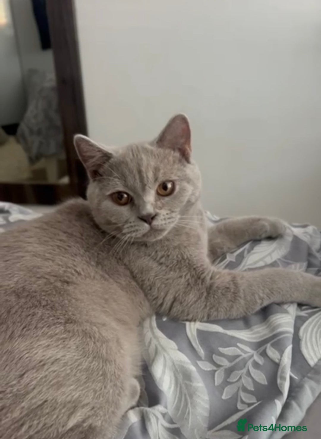 Scottish Fold cats for sale: Scotish fold  - Advert 2