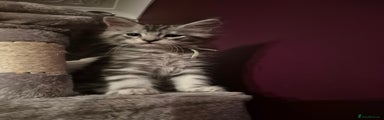 Maine Coon Kitten 3
