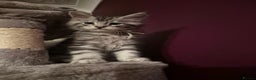 Maine Coon cats for sale: Maine Coon kittens - Advert 17