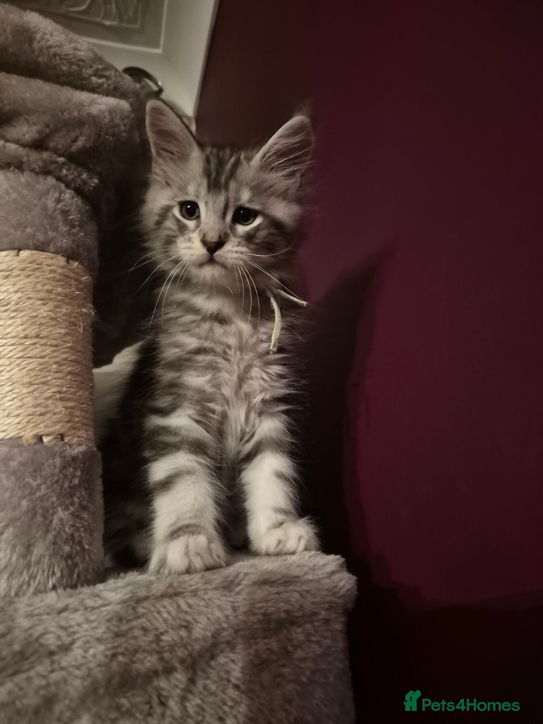 Maine Coon cats for sale: Maine Coon kittens - Advert 17