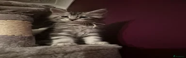 Maine Coon Kitten 3