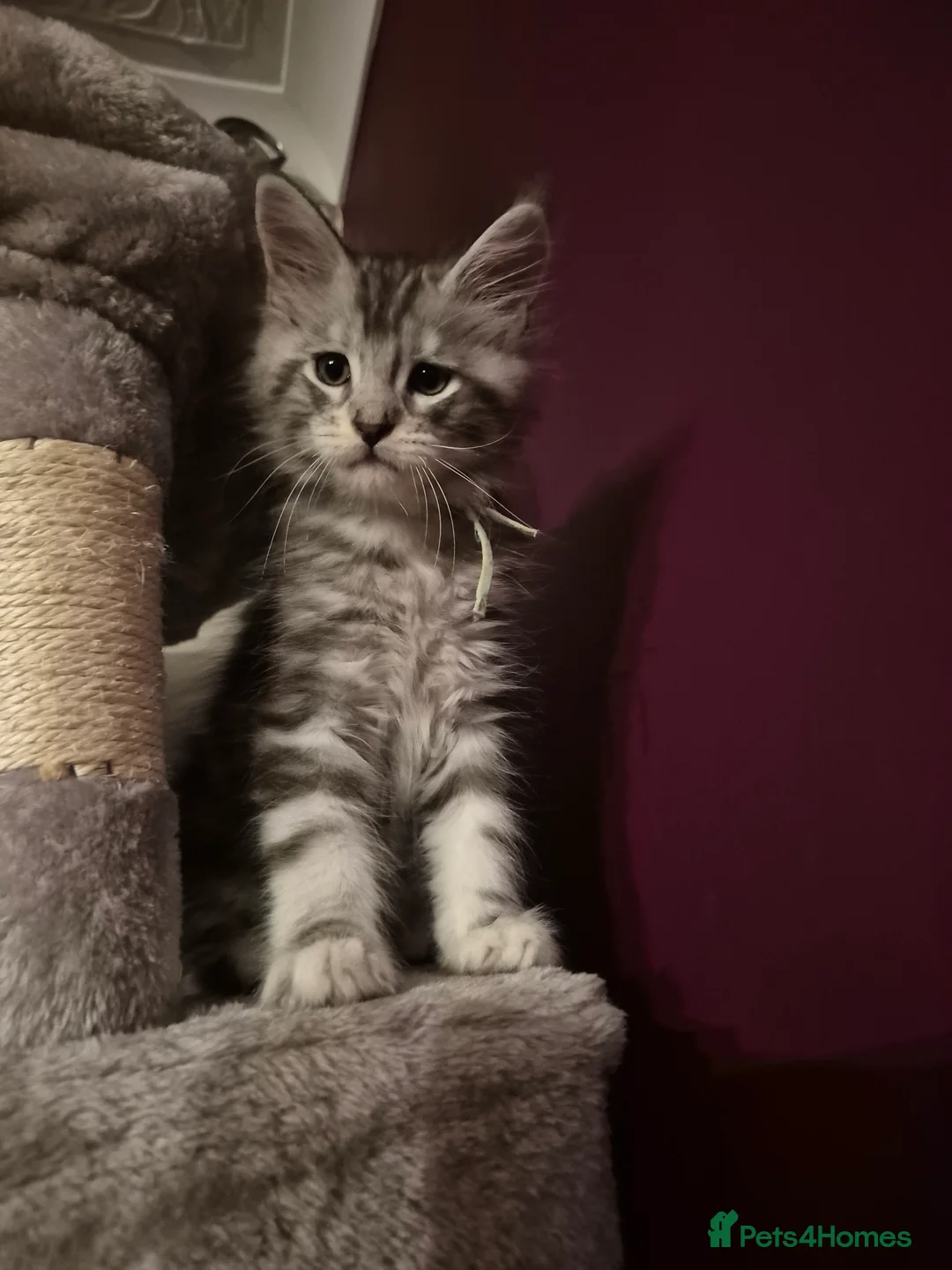 Maine Coon cats for sale: Tica registered Maine Coon kittens - Advert 17