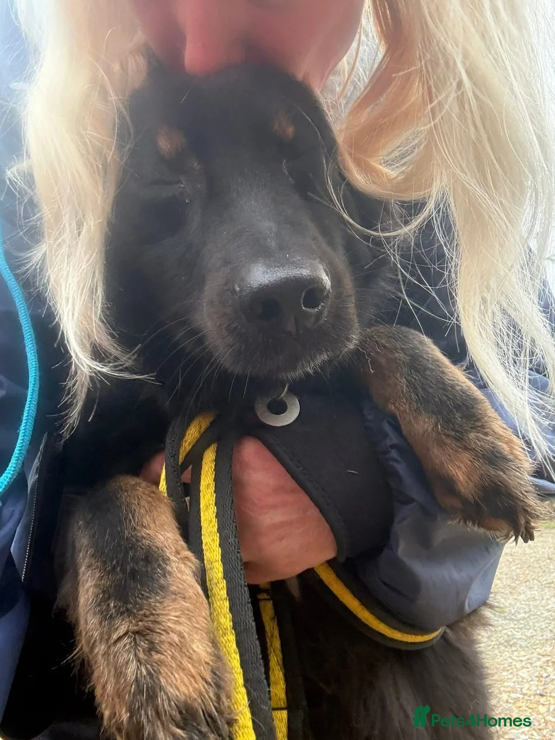 Mixed Breed dogs for adoption: Newton - Norwich Norfolk  - Advert 17