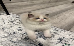 Ragdoll cats for sale: the last boy, registered with TICA - Image 36