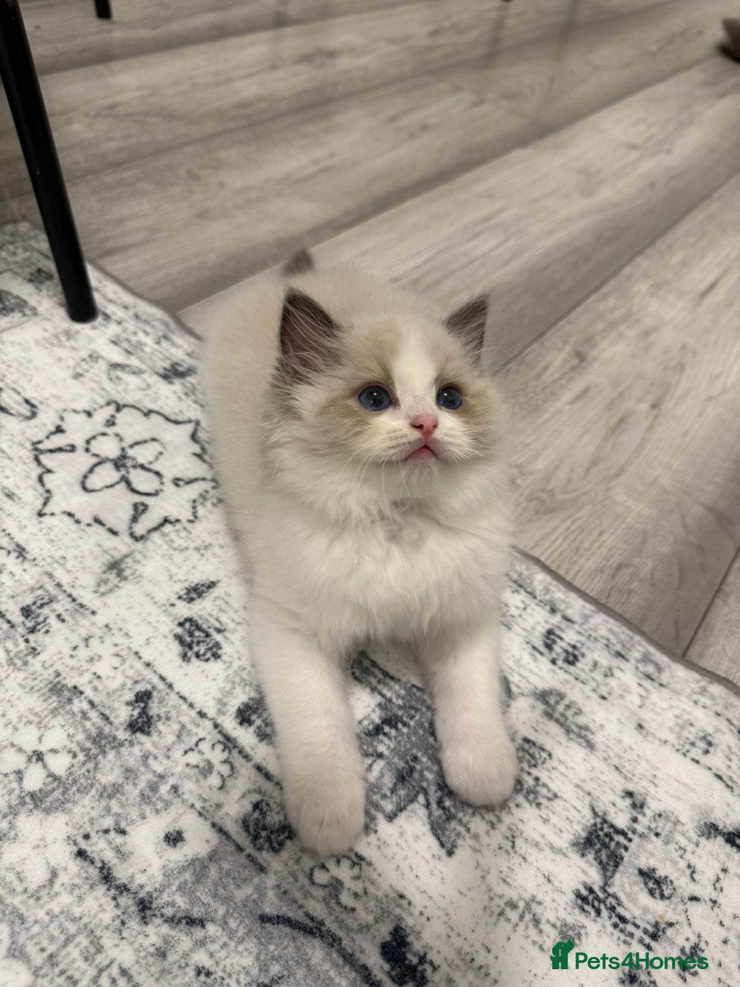 Ragdoll cats for sale: the last boy, registered with TICA - Image 36