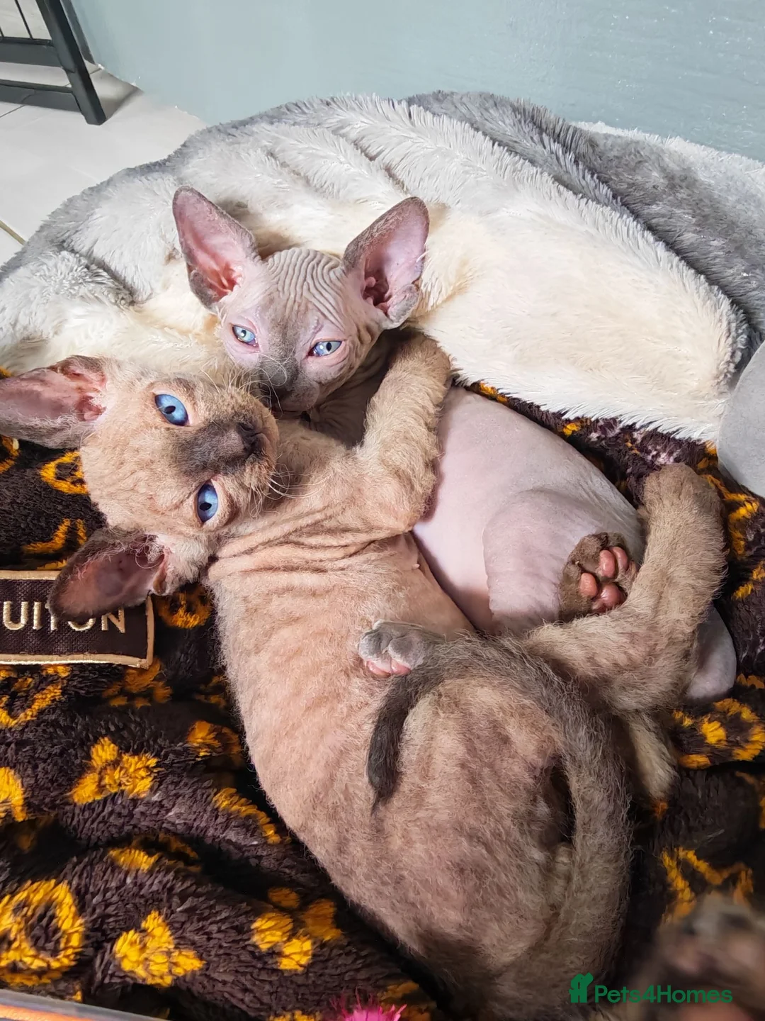 Mixed Breed cats for sale: Stunning sphynx x ragdoll kittens  - Advert 2