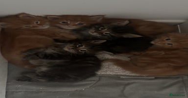 Maine Coon cats - Advert 4