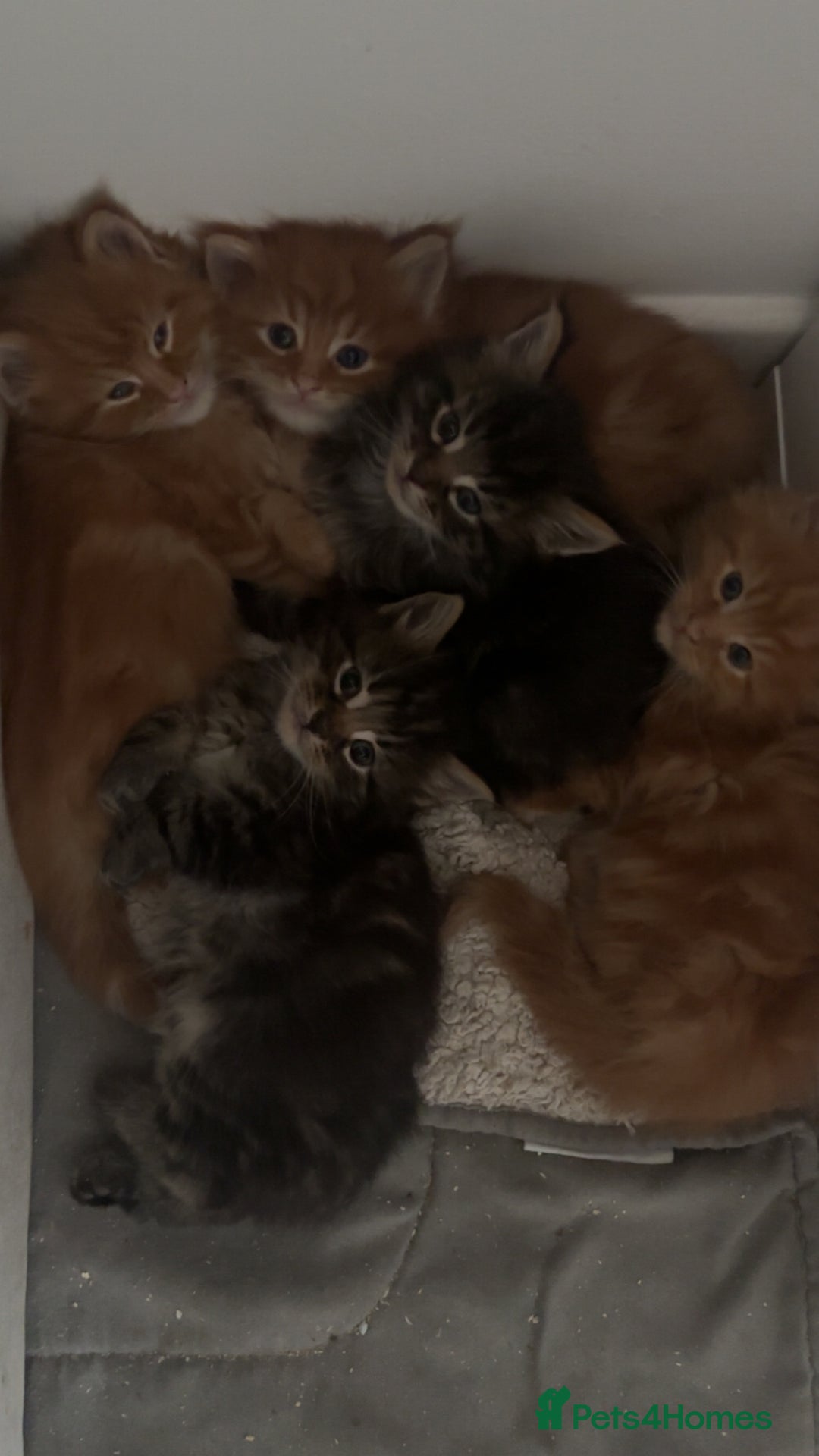 Maine Coon cats for sale: 5 gorgeous 3/4 Maine coon babys - Image 5