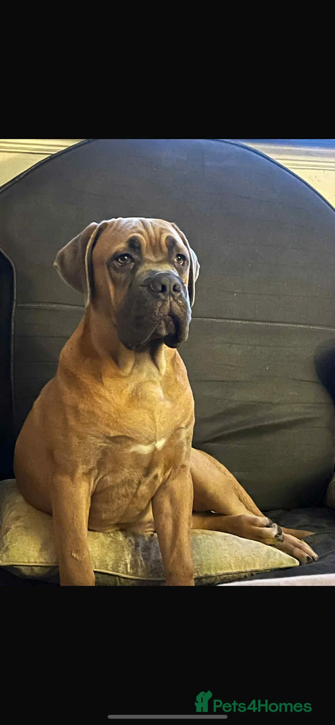 Cane Corso dogs for stud: Cane corso for stud  - Advert 2