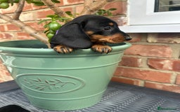 Miniature Dachshund dogs for sale: Miniature dachshund  - Image 8