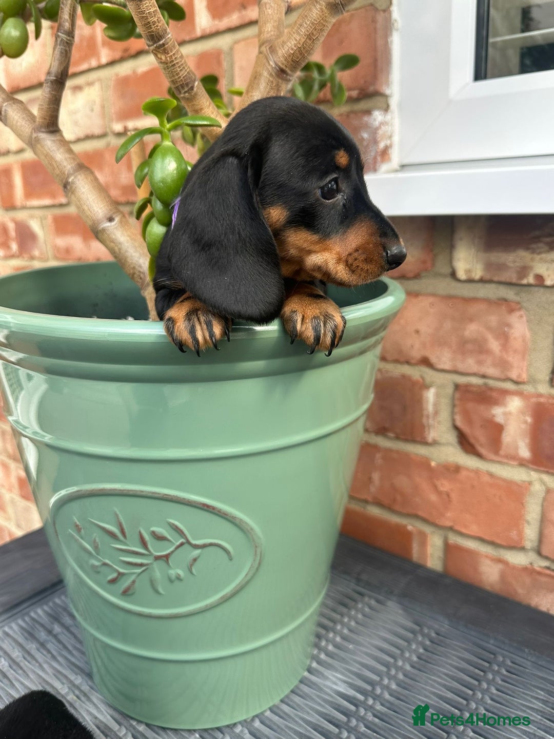 Miniature Dachshund dogs for sale: Miniature dachshund  - Image 8