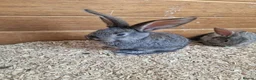 Continental Giant rabbits for sale: Continental Giants in Chester-le-Street - Advert 2