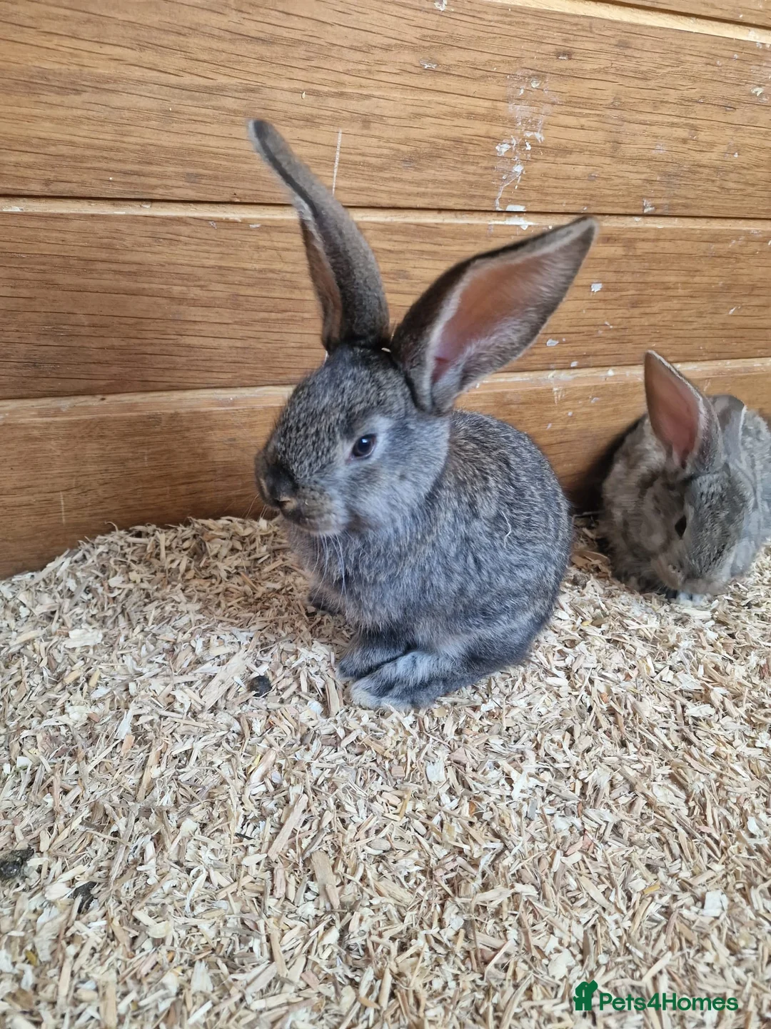 Continental Giant rabbits for sale: Continental Giants in Chester-le-Street - Advert 2
