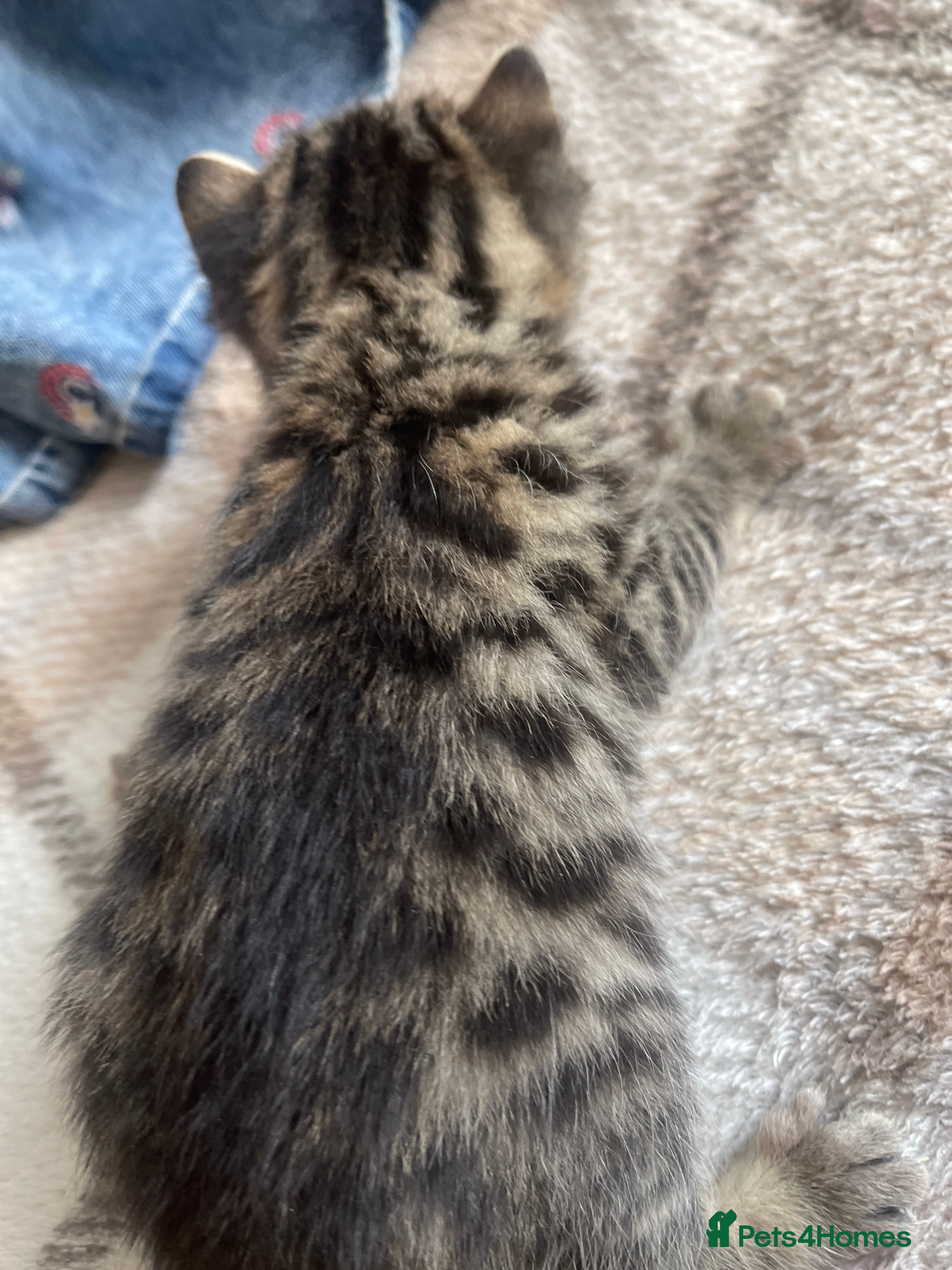 Bengal cats Bengal kittens  - Advert 2