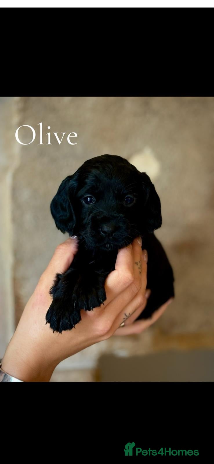 Cocker Spaniel dogs for sale: KC REGISTERED WOKRING COCKER SPANIEL PUPS  - Advert 1