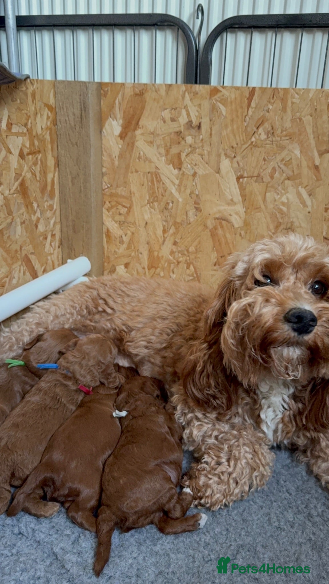 Cockapoo dogs F1b cockapoo puppies fully DNA and health tested. - Advert 10