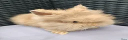 Lionhead rabbits for sale: Double maned lionheads babies.  - Advert 4