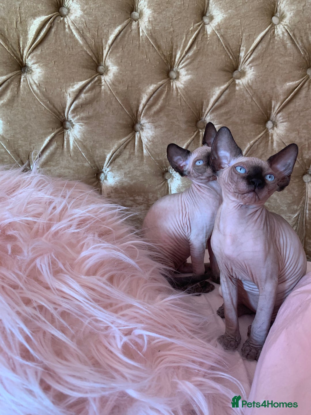 Sphynx cats for sale: Canadian sphynx  - Advert 1