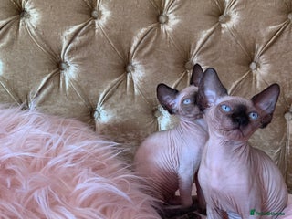 Sphynx cats Beautiful sphynx cat - Advert 9